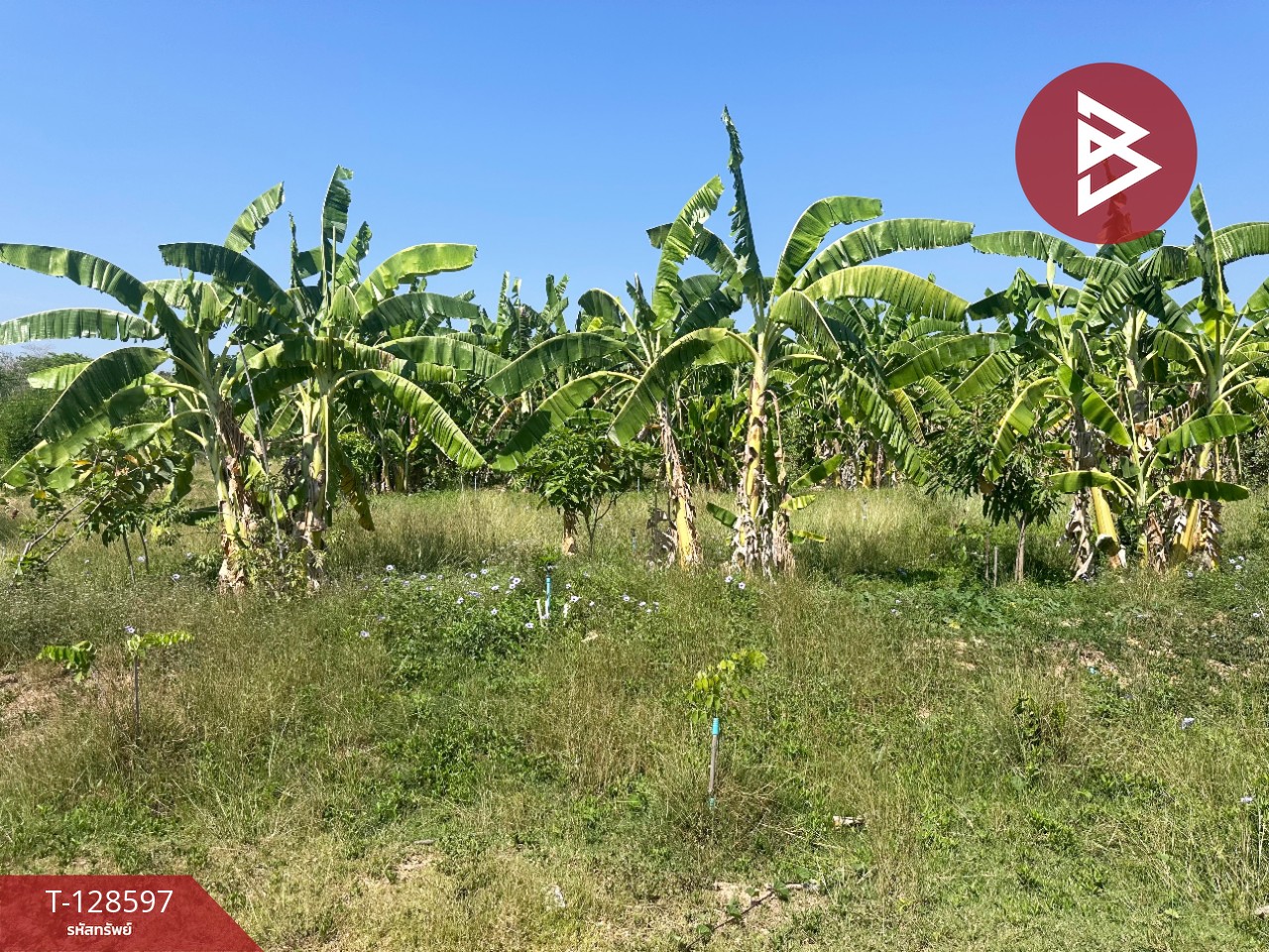 ขายที่ดินพร้อมสิ่งปลูกสร้าง เนื้อที่ 8 ไร่ 2 งาน 91 ตร.วา ท่ายาง เพชรบุรี 14