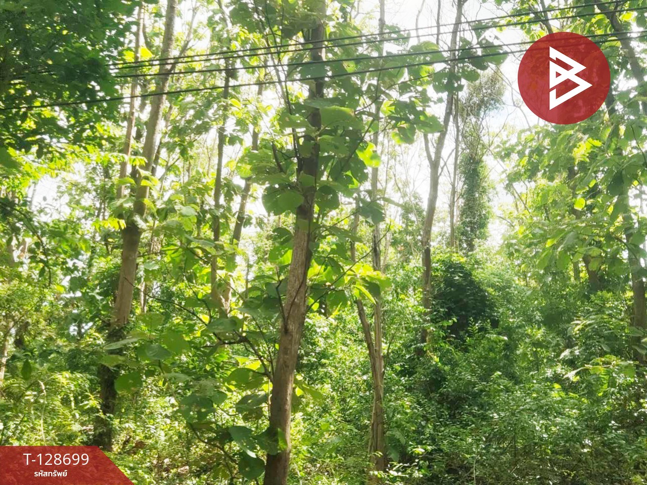ขายที่ดิน พร้อมต้นสัก เนื้อที่ 200 ตารางวา อ.ตาคลี นครสวรรค์ 4