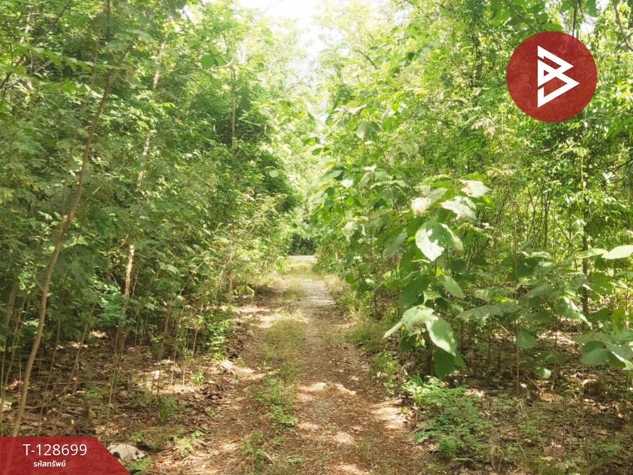 ขายที่ดิน พร้อมต้นสัก เนื้อที่ 200 ตารางวา อ.ตาคลี นครสวรรค์ 3