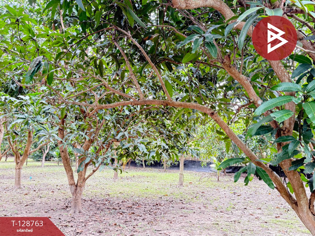 ขายที่ดินสวนผสม เนื้อที่ 3 ไร่ 2 งาน 15 ตารางวา ดอยหล่อ เชียงใหม่ 8