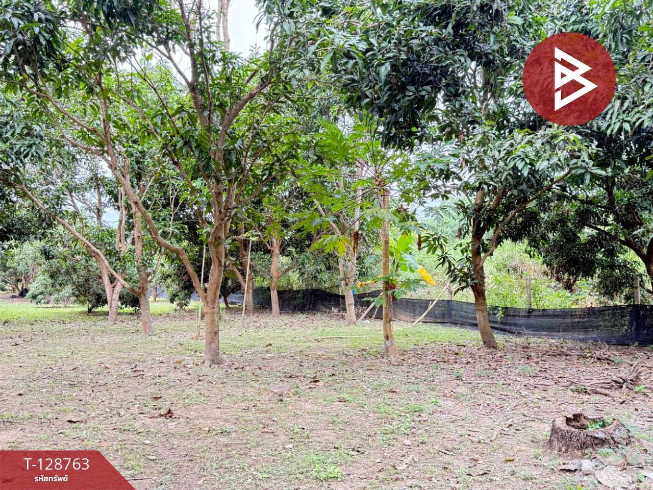 ขายที่ดินสวนผสม เนื้อที่ 3 ไร่ 2 งาน 15 ตารางวา ดอยหล่อ เชียงใหม่ 14