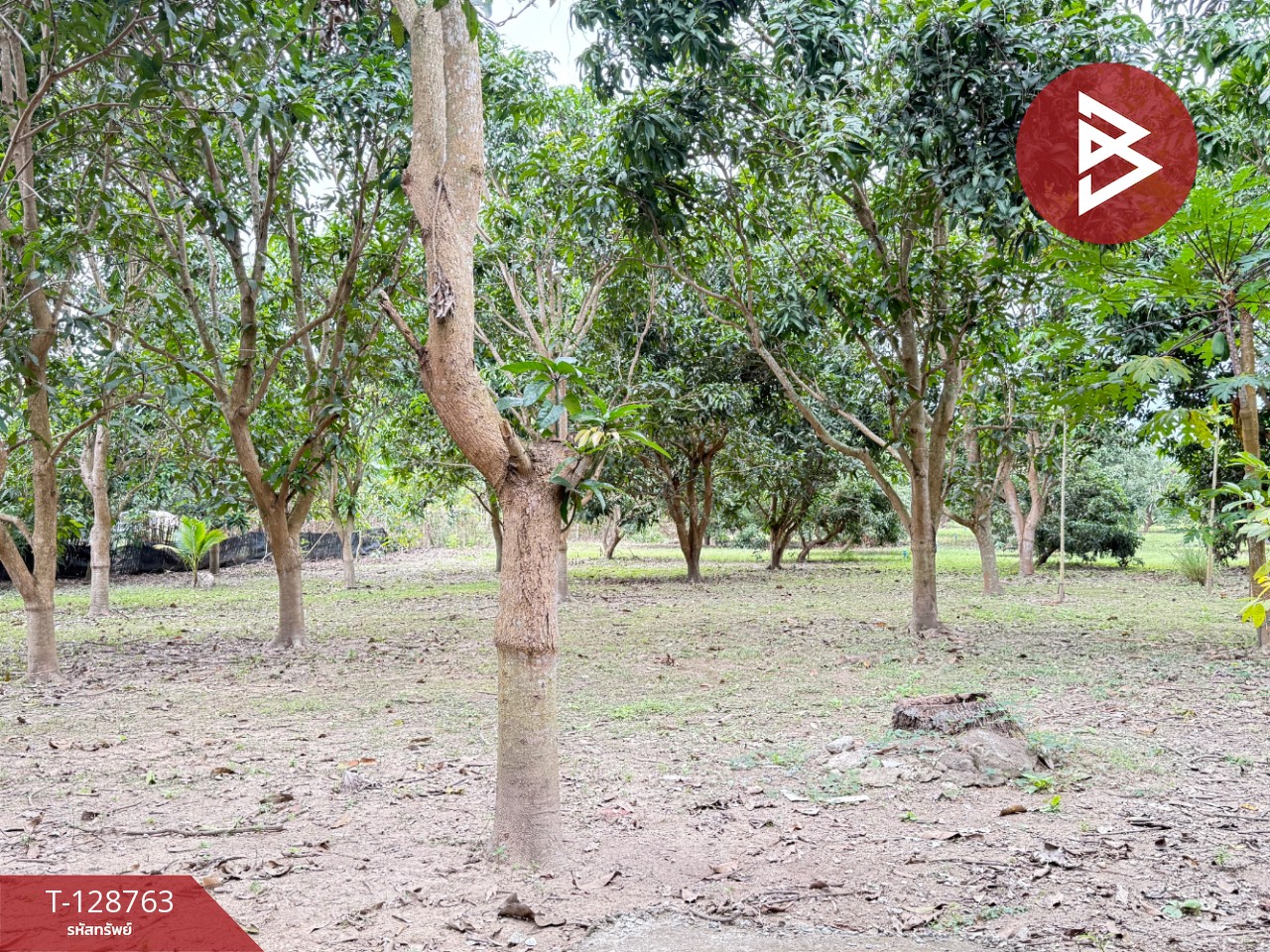 ขายที่ดินสวนผสม เนื้อที่ 3 ไร่ 2 งาน 15 ตารางวา ดอยหล่อ เชียงใหม่ 11