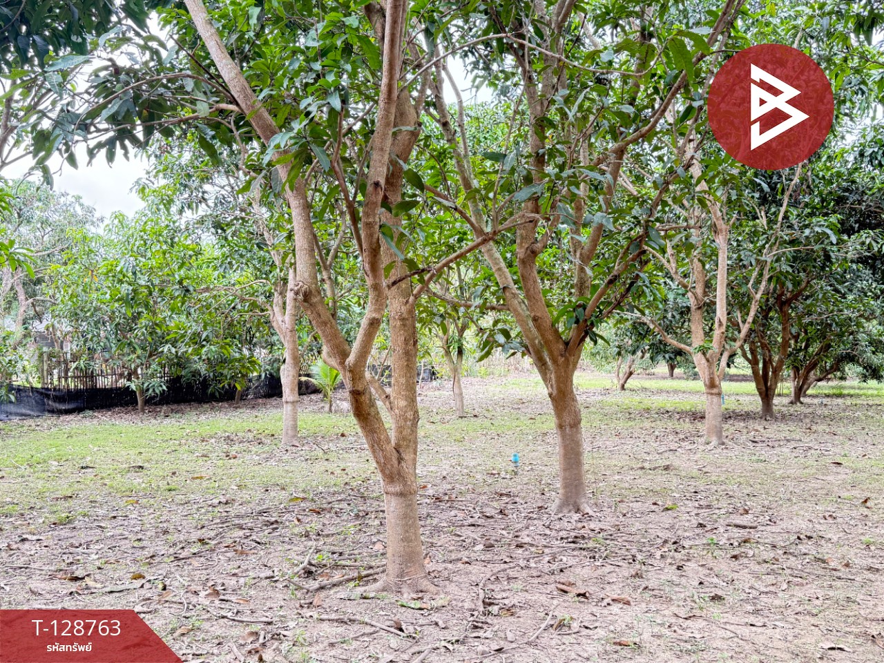 ขายที่ดินสวนผสม เนื้อที่ 3 ไร่ 2 งาน 15 ตารางวา ดอยหล่อ เชียงใหม่ 13