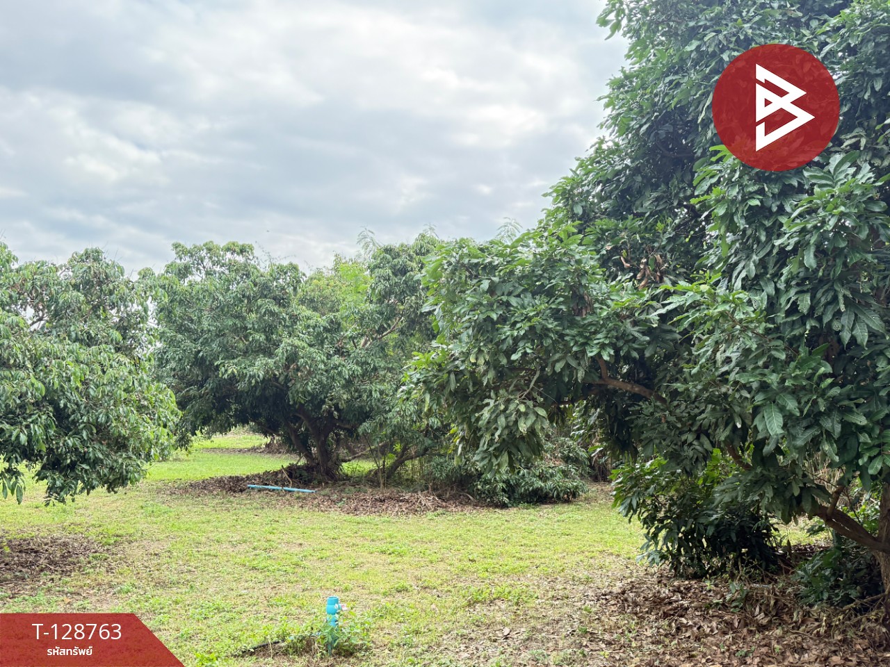 ขายที่ดินสวนผสม เนื้อที่ 3 ไร่ 2 งาน 15 ตารางวา ดอยหล่อ เชียงใหม่ 5