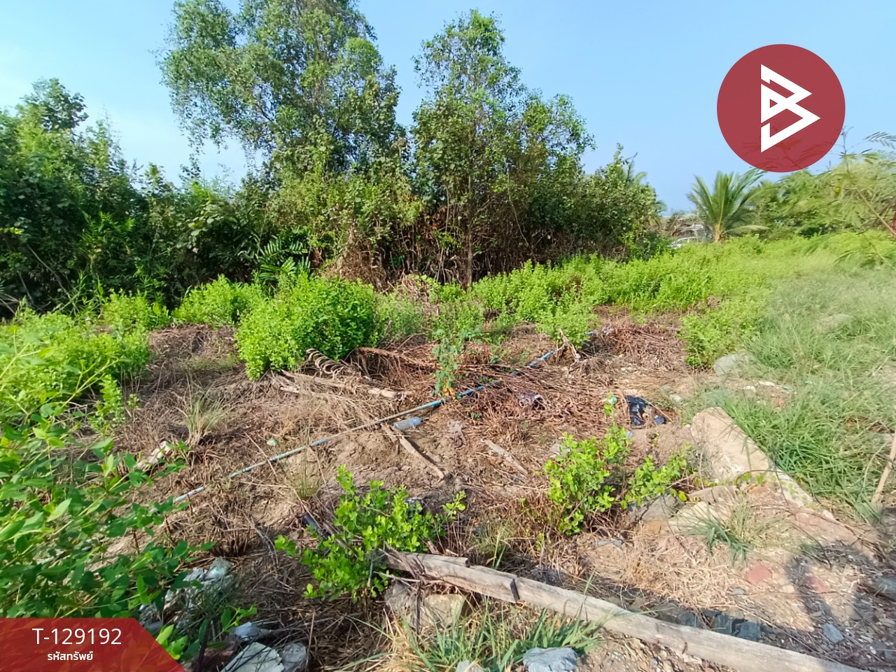 ขายที่ดิน เนื้อที่ 2 งาน 1.3 ตร.วา บ้านแพ้ว สมุทรสาคร 3