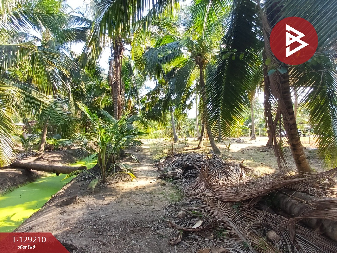 ขายที่ดิน เนื้อที่ 1 งาน 62.4 ตร.วา บางคนที สมุทรสงคราม 6