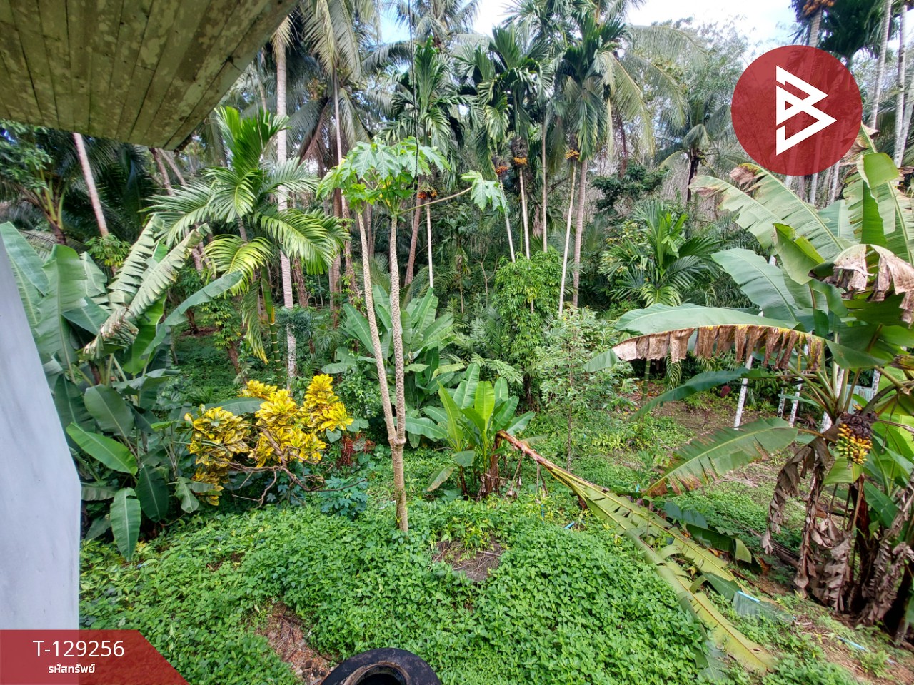 ขายบ้านเดี่ยว เนื้อที่ 167.7 ตารางวา อ.ป่าพะยอม พัทลุง ใกล้จุดล่องแก่งพัทลุง 9