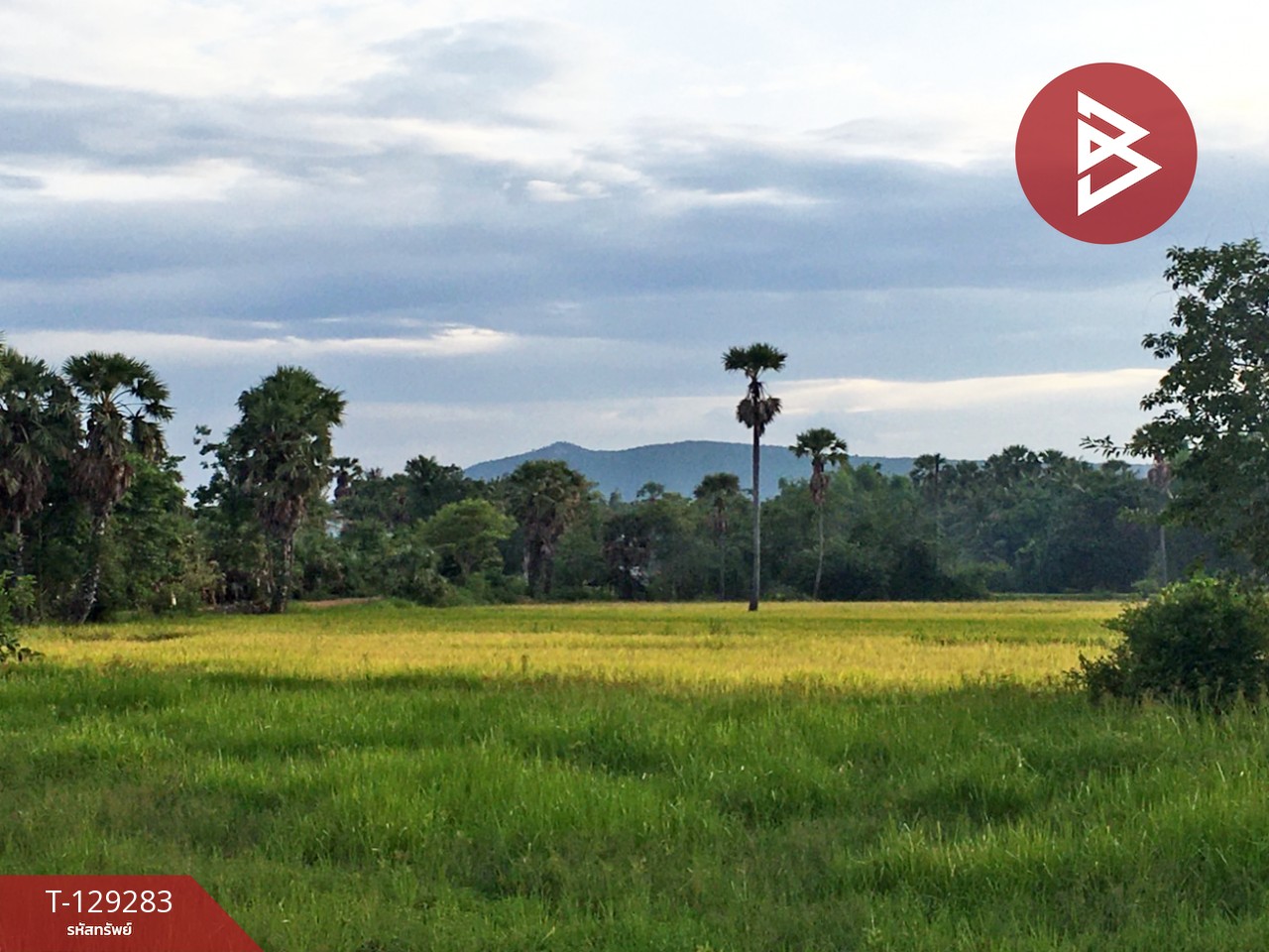 ขายที่ดิน เนื้อที่ 1 ไร่ 1 งาน 3 ตร.วา บ้านลาด เพชรบุรี 6