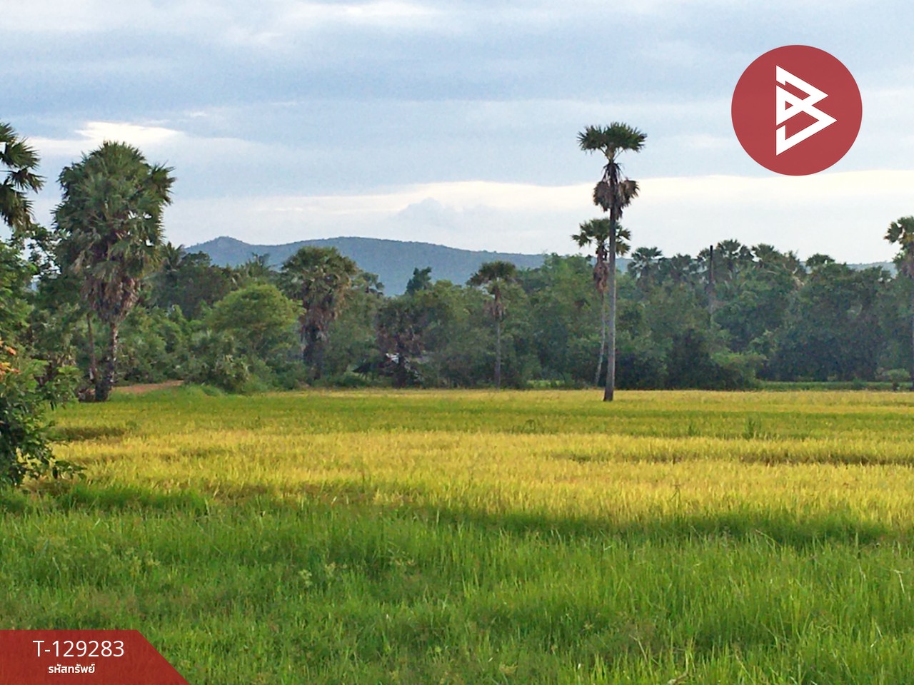 ขายที่ดิน เนื้อที่ 1 ไร่ 1 งาน 3 ตร.วา บ้านลาด เพชรบุรี 5