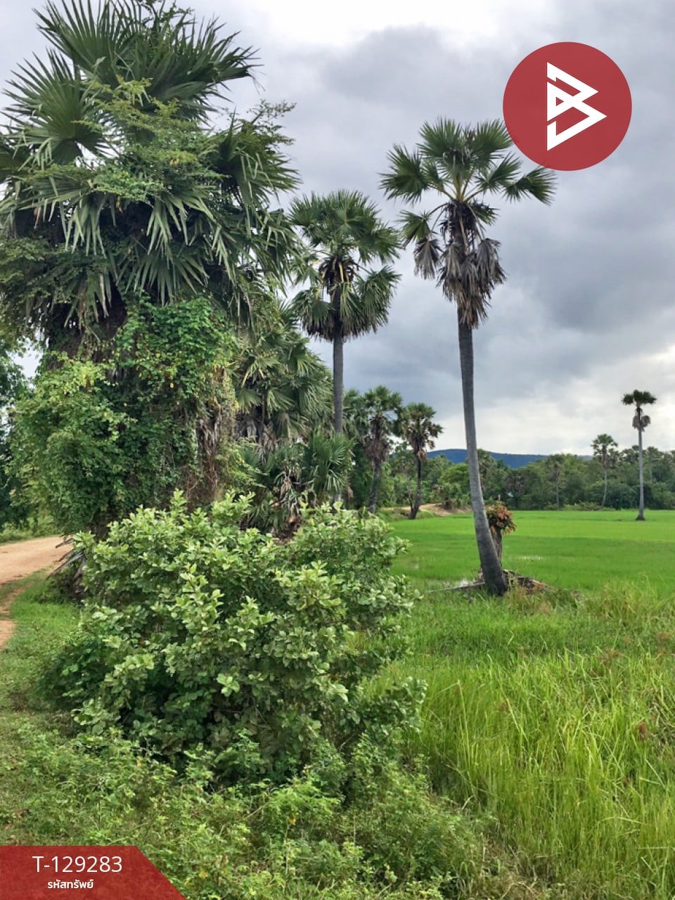 ขายที่ดิน เนื้อที่ 1 ไร่ 1 งาน 3 ตร.วา บ้านลาด เพชรบุรี 3