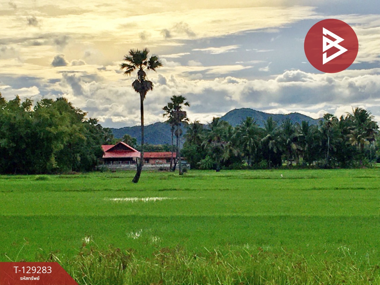 ขายที่ดิน เนื้อที่ 1 ไร่ 1 งาน 3 ตร.วา บ้านลาด เพชรบุรี 1