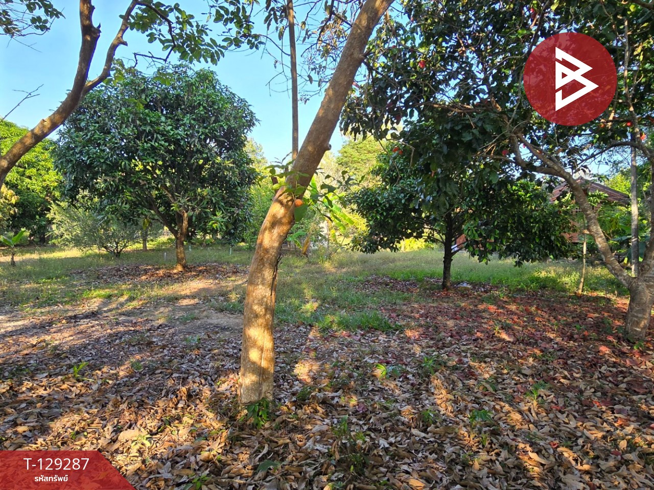 ขายที่ดินพร้อมบ้าน เนื้อที่ 1 ไร่ 2 งาน 15.2 ตร.วา แกลง ระยอง 11