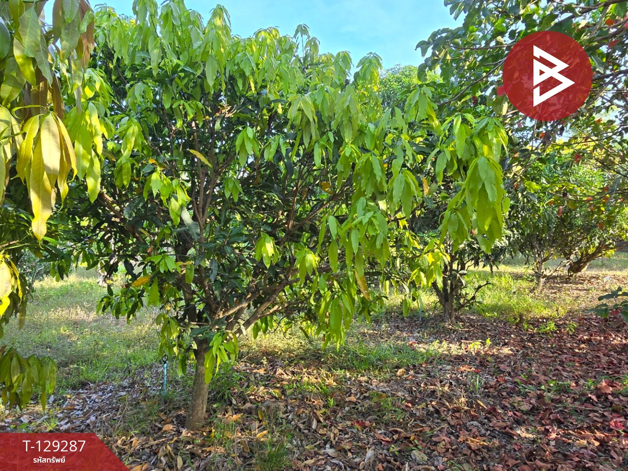 ขายที่ดินพร้อมบ้าน เนื้อที่ 1 ไร่ 2 งาน 15.2 ตร.วา แกลง ระยอง 10