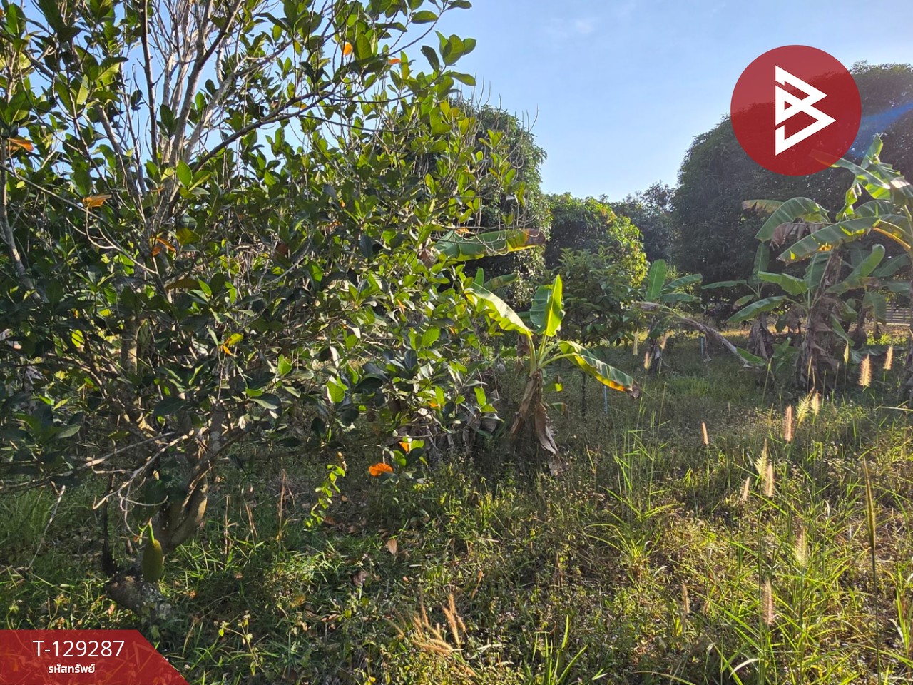 ขายที่ดินพร้อมบ้าน เนื้อที่ 1 ไร่ 2 งาน 15.2 ตร.วา แกลง ระยอง 9