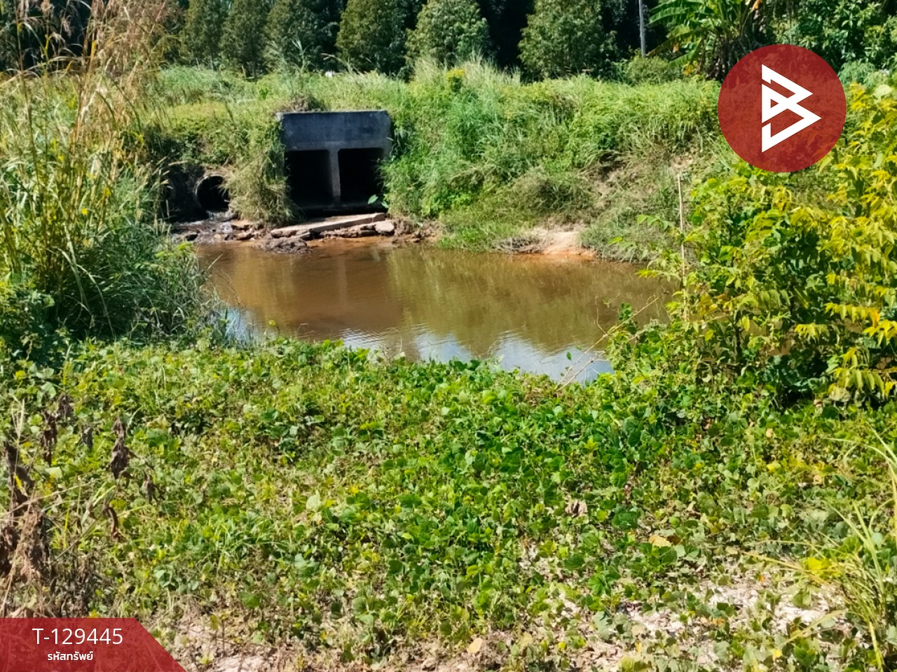 ขายด่วนที่ดินพร้อมสวนทุเรียน เนื้อที่ 9 ไร่ 3 งาน 56 ตารางวา สิชล นครศรีธรรมราช 12