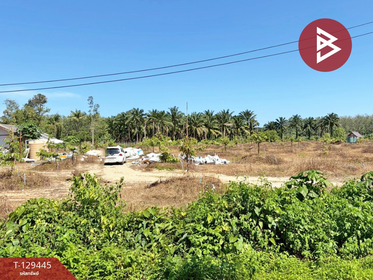 ขายด่วนที่ดินพร้อมสวนทุเรียน เนื้อที่ 9 ไร่ 3 งาน 56 ตารางวา สิชล นครศรีธรรมราช 3