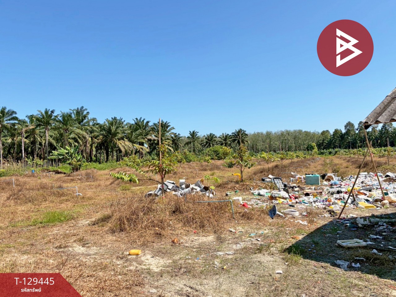 ขายด่วนที่ดินพร้อมสวนทุเรียน เนื้อที่ 9 ไร่ 3 งาน 56 ตารางวา สิชล นครศรีธรรมราช 11