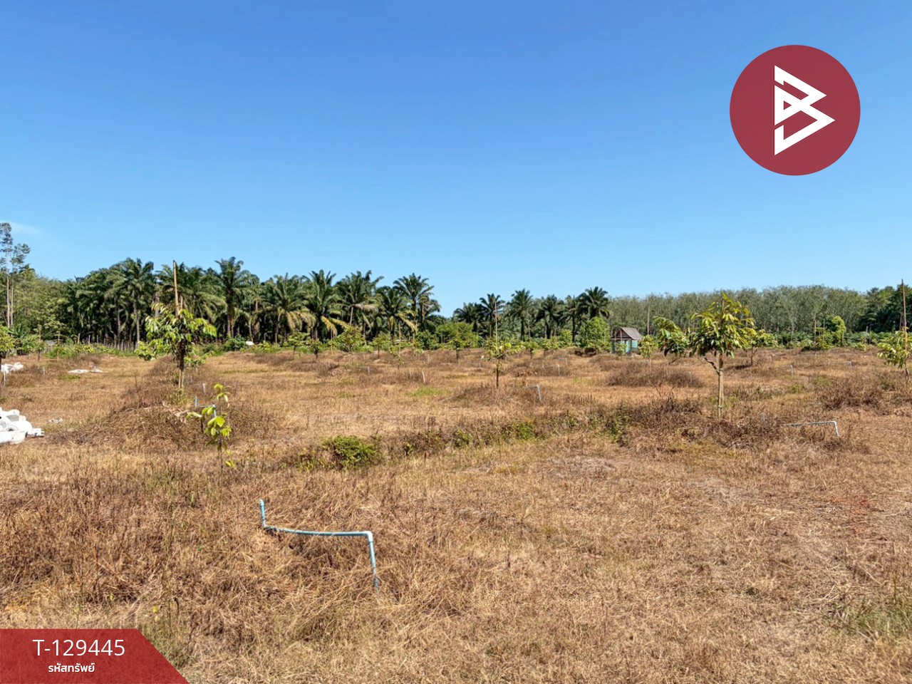 ขายด่วนที่ดินพร้อมสวนทุเรียน เนื้อที่ 9 ไร่ 3 งาน 56 ตารางวา สิชล นครศรีธรรมราช 7