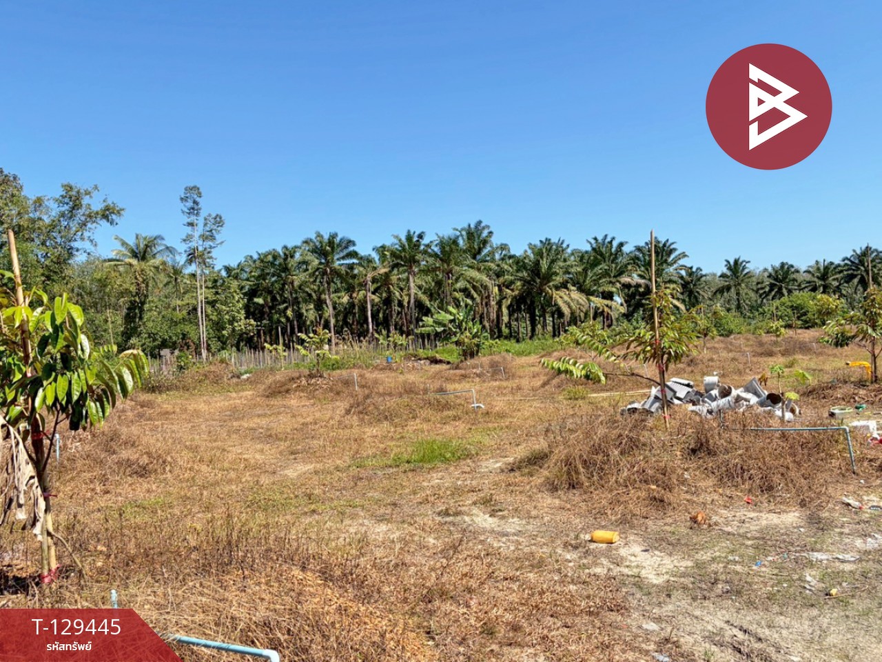ขายด่วนที่ดินพร้อมสวนทุเรียน เนื้อที่ 9 ไร่ 3 งาน 56 ตารางวา สิชล นครศรีธรรมราช 10