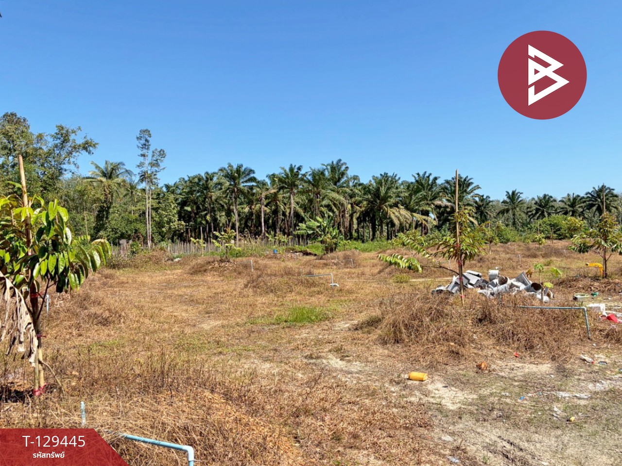 ขายด่วนที่ดินพร้อมสวนทุเรียน เนื้อที่ 9 ไร่ 3 งาน 56 ตารางวา สิชล นครศรีธรรมราช 8