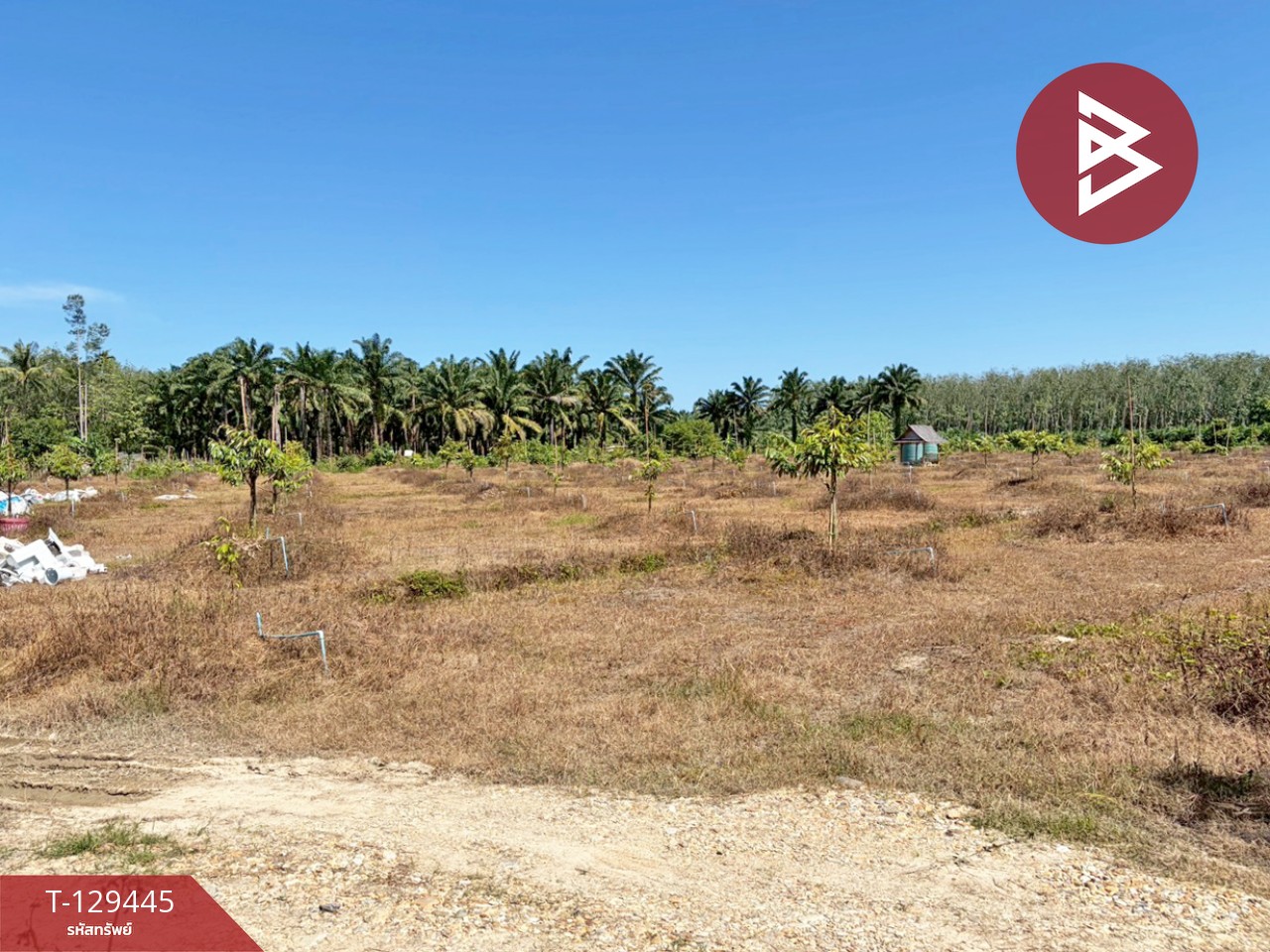 ขายด่วนที่ดินพร้อมสวนทุเรียน เนื้อที่ 9 ไร่ 3 งาน 56 ตารางวา สิชล นครศรีธรรมราช 4
