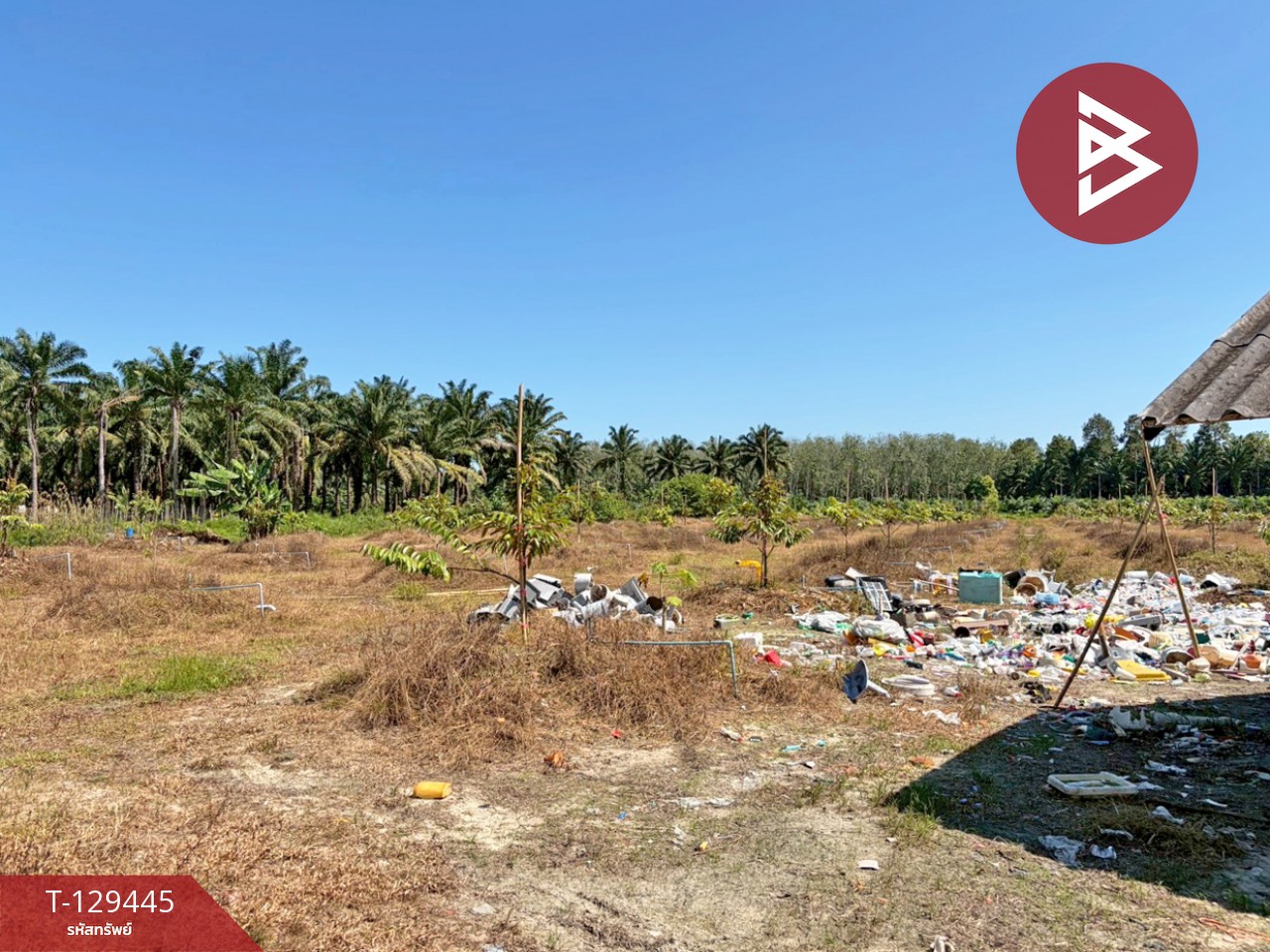 ขายด่วนที่ดินพร้อมสวนทุเรียน เนื้อที่ 9 ไร่ 3 งาน 56 ตารางวา สิชล นครศรีธรรมราช 6