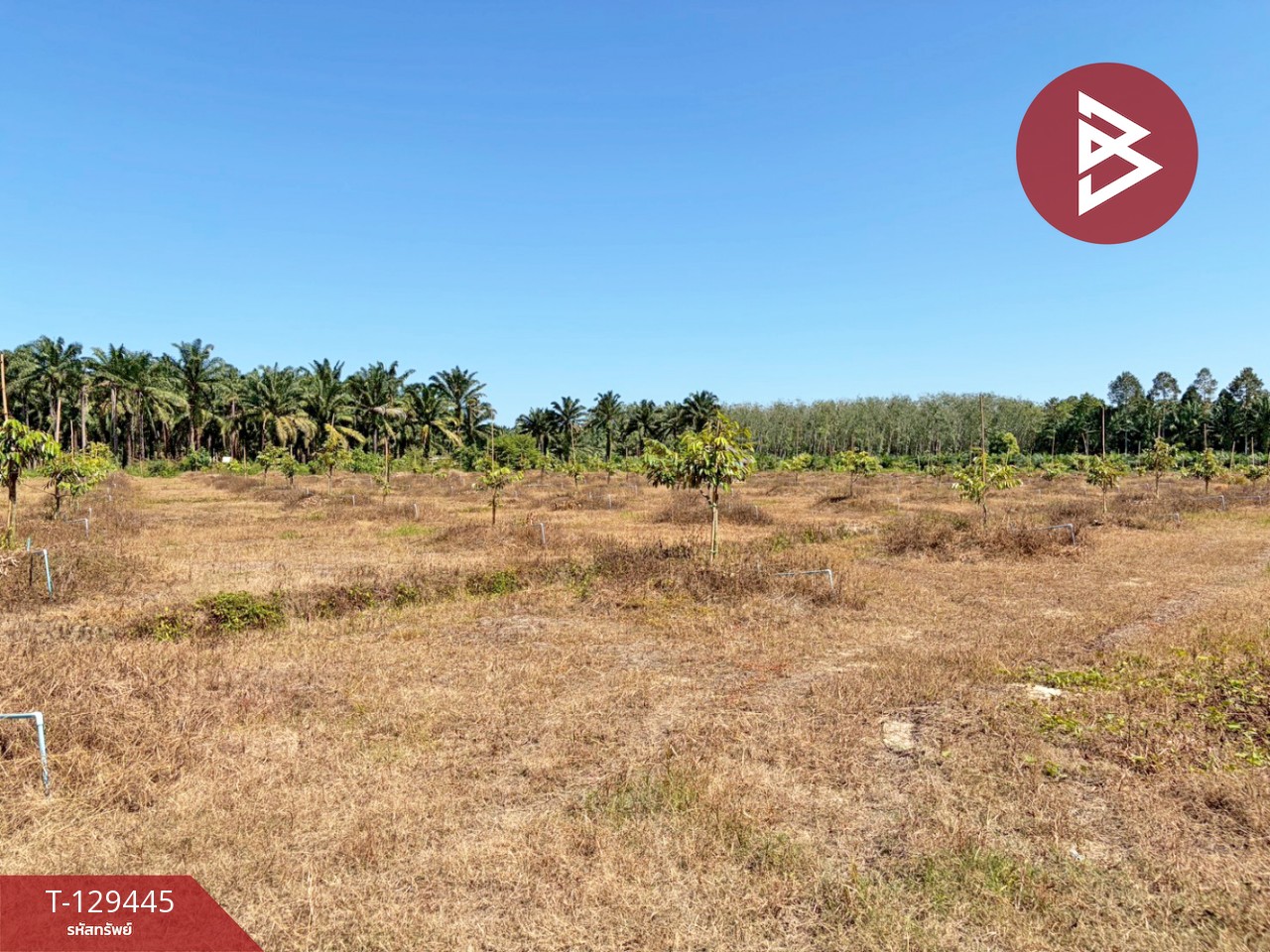 ขายด่วนที่ดินพร้อมสวนทุเรียน เนื้อที่ 9 ไร่ 3 งาน 56 ตารางวา สิชล นครศรีธรรมราช 5