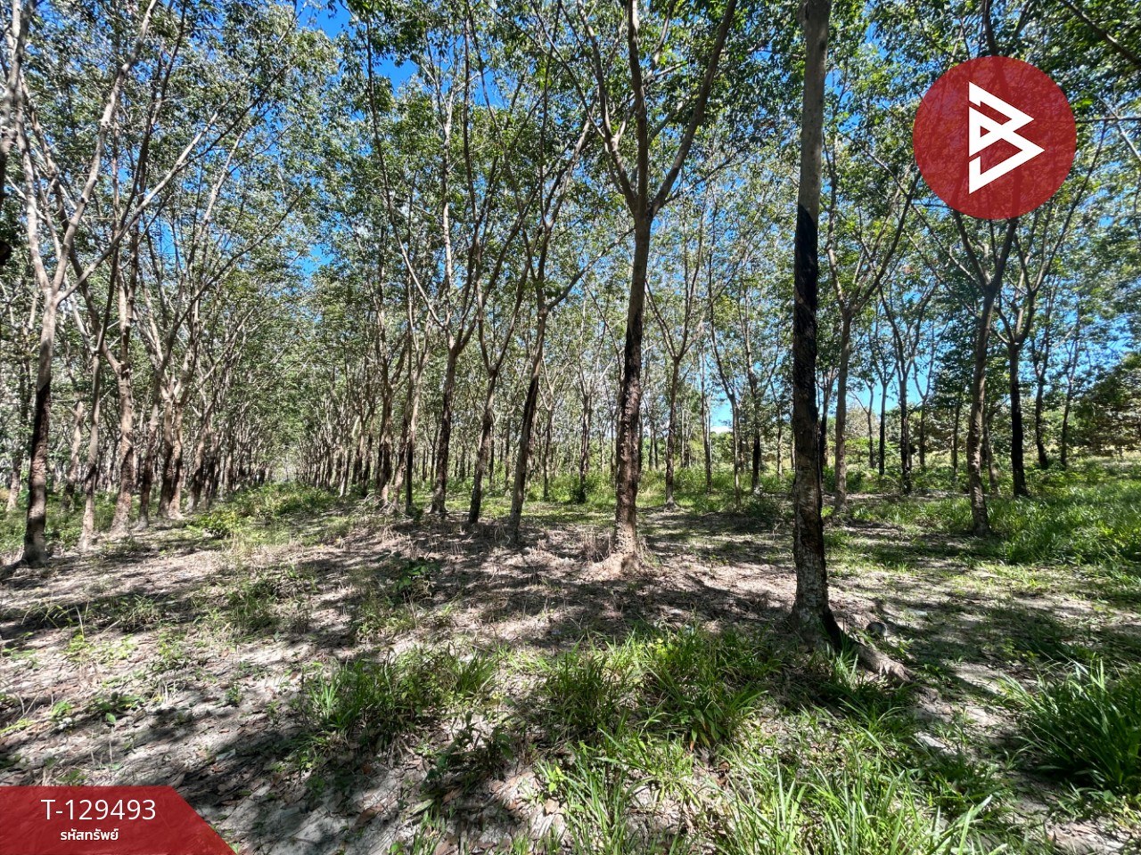 ขายด่วนที่ดินพร้อมสวนยาง เนื้อที่ 13 ไร่ 1 งาน 73 ตารางวา ต.แกลง ระยอง สวย 5