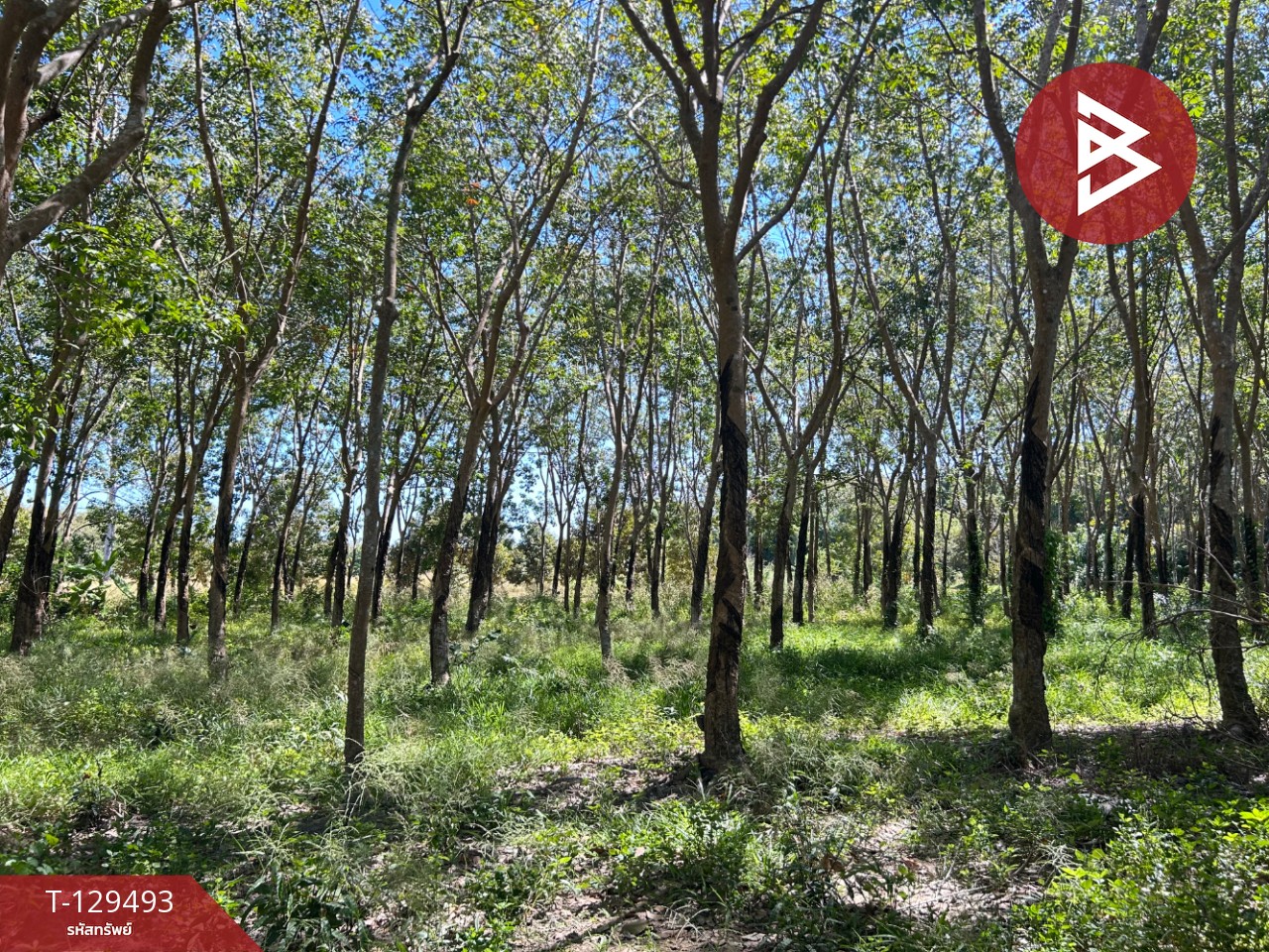 ขายด่วนที่ดินพร้อมสวนยาง เนื้อที่ 13 ไร่ 1 งาน 73 ตารางวา ต.แกลง ระยอง สวย 2