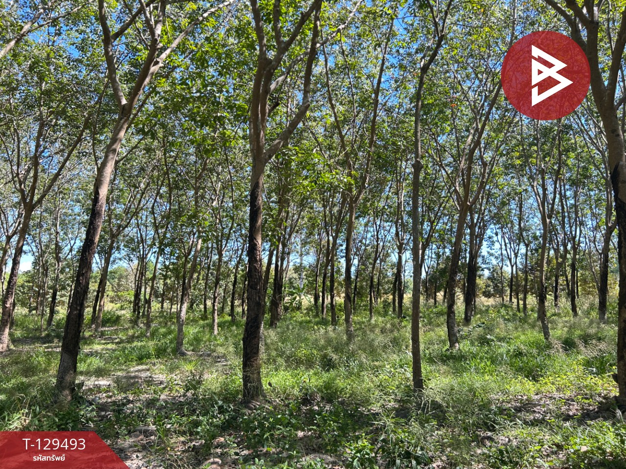 ขายด่วนที่ดินพร้อมสวนยาง เนื้อที่ 13 ไร่ 1 งาน 73 ตารางวา ต.แกลง ระยอง สวย 1