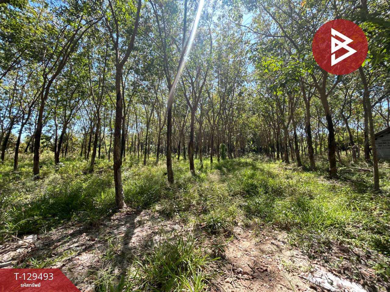 ขายด่วนที่ดินพร้อมสวนยาง เนื้อที่ 13 ไร่ 1 งาน 73 ตารางวา ต.แกลง ระยอง สวย 3