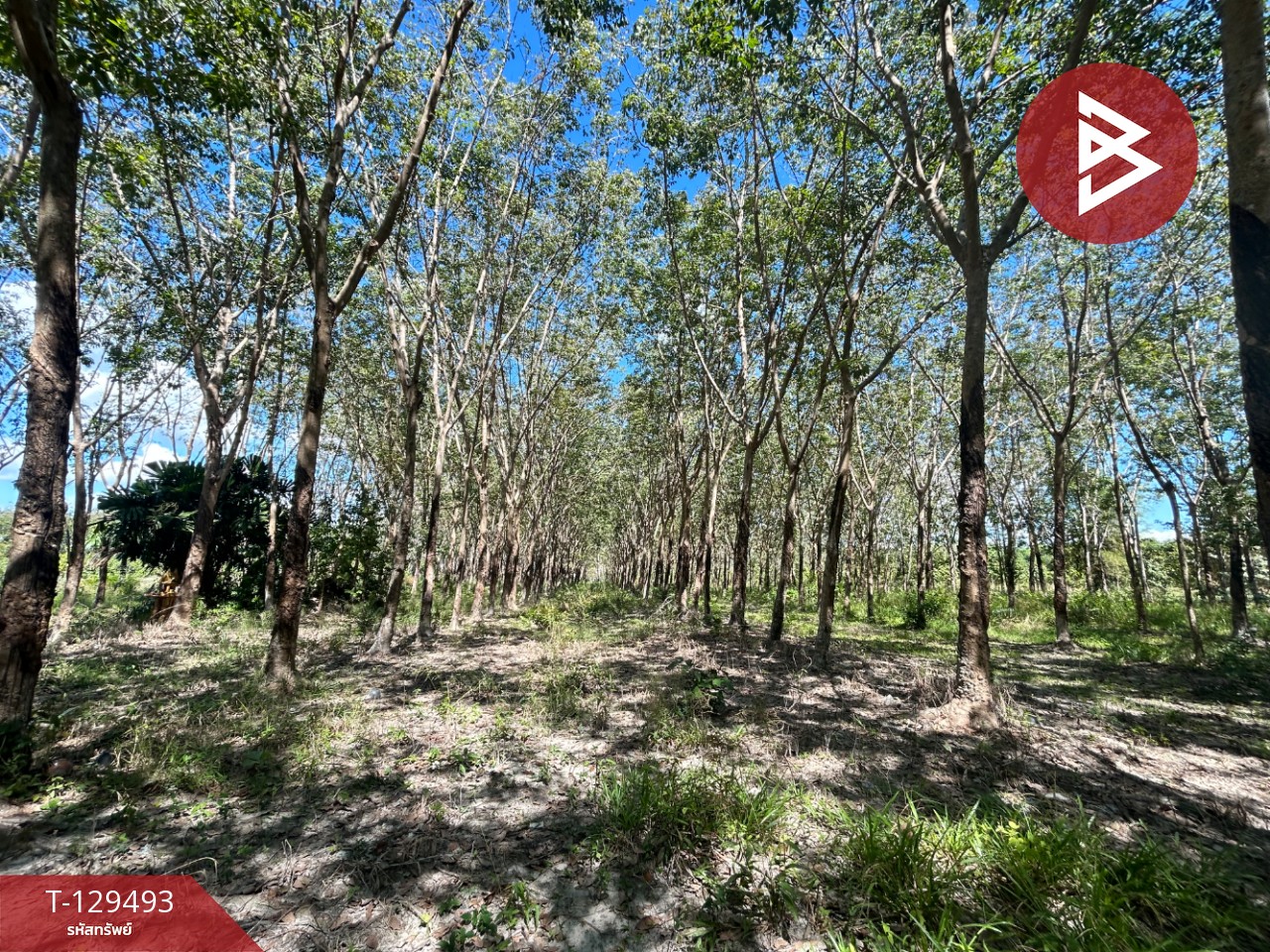 ขายด่วนที่ดินพร้อมสวนยาง เนื้อที่ 13 ไร่ 1 งาน 73 ตารางวา ต.แกลง ระยอง สวย 6