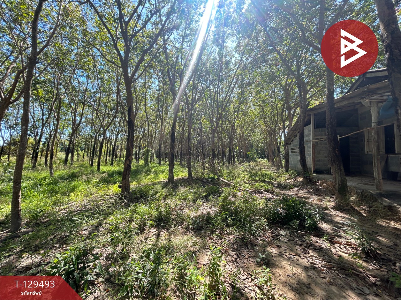 ขายด่วนที่ดินพร้อมสวนยาง เนื้อที่ 13 ไร่ 1 งาน 73 ตารางวา ต.แกลง ระยอง สวย 7