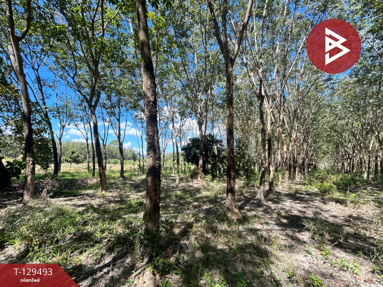 ขายด่วนที่ดินพร้อมสวนยาง เนื้อที่ 13 ไร่ 1 งาน 73 ตารางวา ต.แกลง ระยอง สวย 11