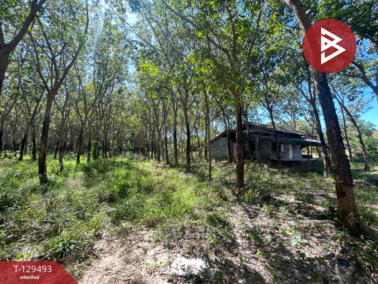 ขายด่วนที่ดินพร้อมสวนยาง เนื้อที่ 13 ไร่ 1 งาน 73 ตารางวา ต.แกลง ระยอง สวย 10