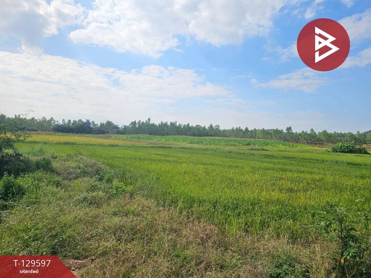 ขายที่ดิน เนื้อที่ 12 ไร่ 3 งาน 86 ตารางวา อ.ขาณุวรลักษบุรี กำแพงเพชร ทำเลดีติดถนน 1