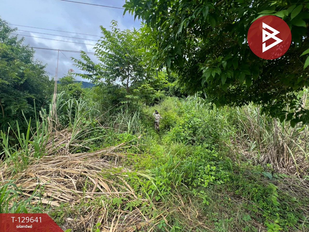 ขายที่ดิน เนื้อที่ 1 ไร่ ทองผาภูมิ กาญจนบุรี 12