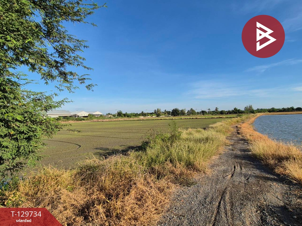 ขายที่ดิน เนื้อที่ 5 ไร่ สองพี่น้อง สุพรรณบุรี 2