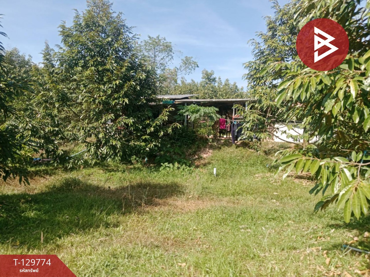 ขายที่ดิน เนื้อที่ 5 ไร่ แก่งหางแมว จันทบุรี 7