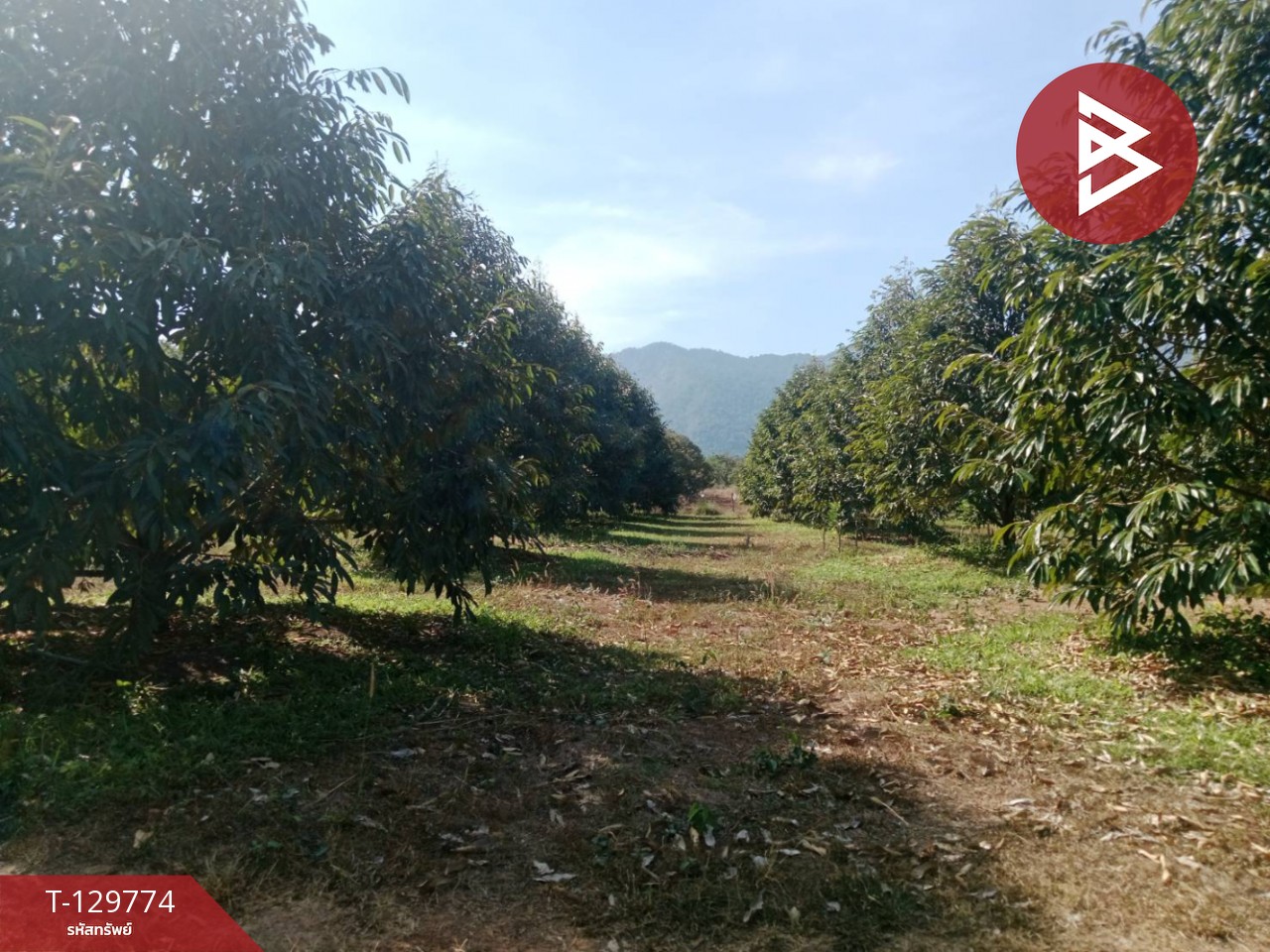 ขายที่ดิน เนื้อที่ 5 ไร่ แก่งหางแมว จันทบุรี 3