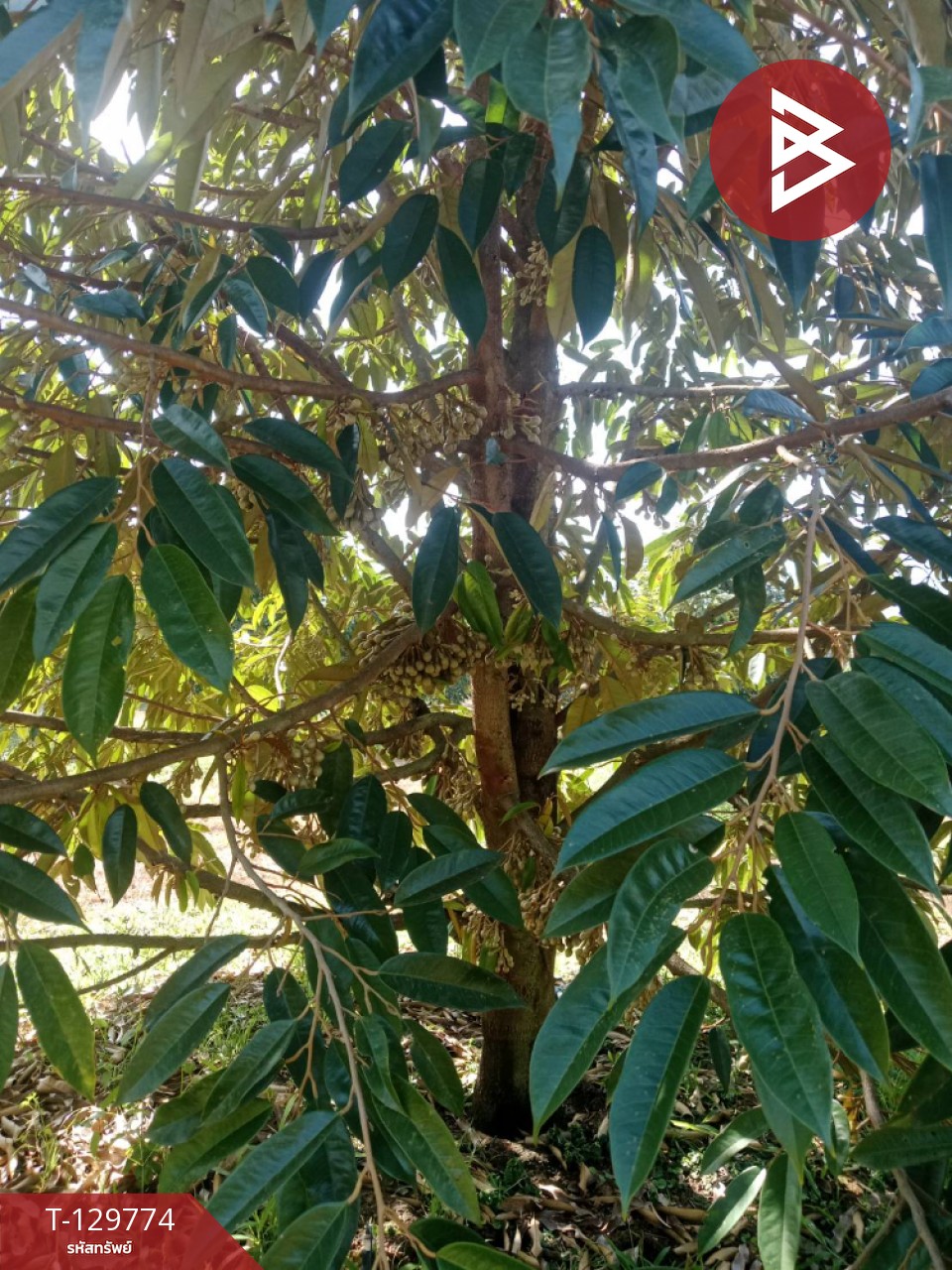 ขายที่ดิน เนื้อที่ 5 ไร่ แก่งหางแมว จันทบุรี 6