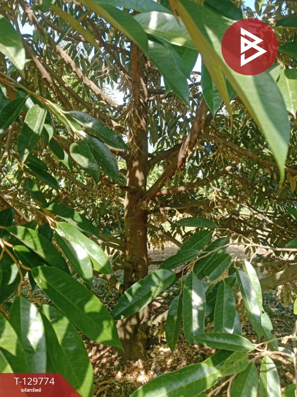 ขายที่ดิน เนื้อที่ 5 ไร่ แก่งหางแมว จันทบุรี 4