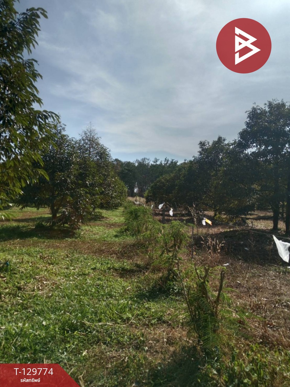 ขายที่ดิน เนื้อที่ 5 ไร่ แก่งหางแมว จันทบุรี 2