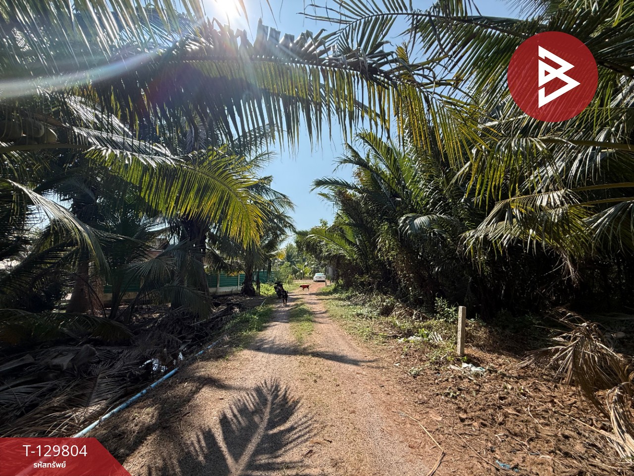 ขายที่ดิน เนื้อที่ 1 งาน 70 ตร.วา อัมพวา สมุทรสงคราม 2