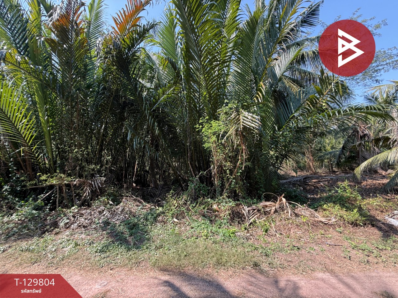 ขายที่ดิน เนื้อที่ 1 งาน 70 ตร.วา อัมพวา สมุทรสงคราม 3