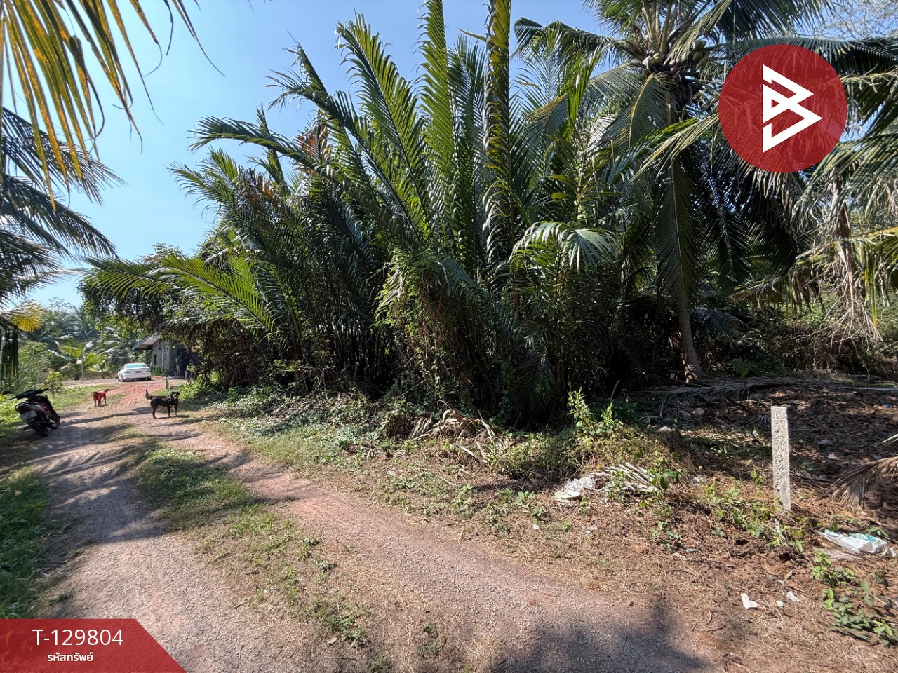 ขายที่ดิน เนื้อที่ 1 งาน 70 ตร.วา อัมพวา สมุทรสงคราม 1