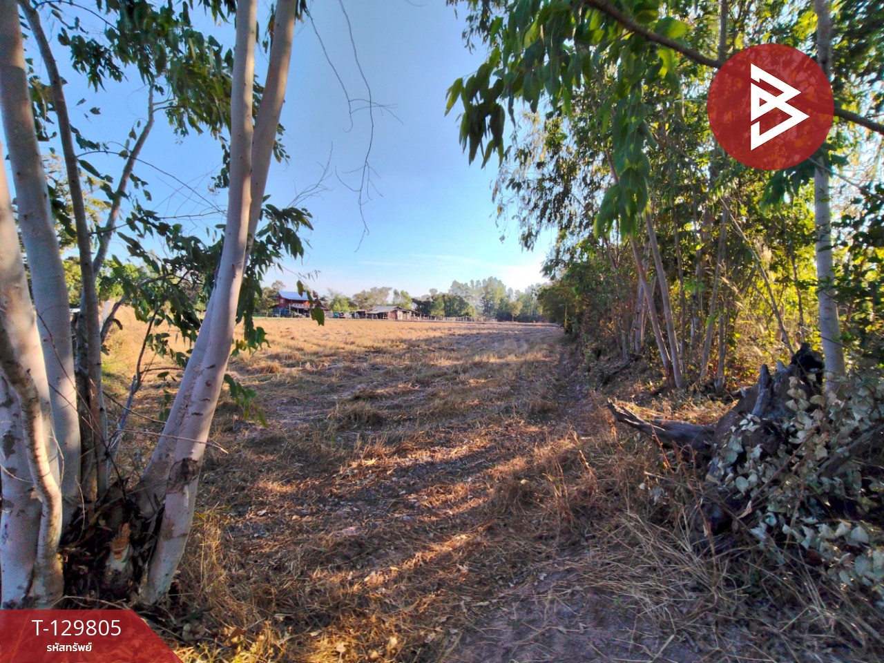 ขายที่ดิน เนื้อที่ 7 ไร่ 1 งาน 14 ตารางวา ต.สระคู อ.สุวรรณภูมิ จ.ร้อยเอ็ด 3