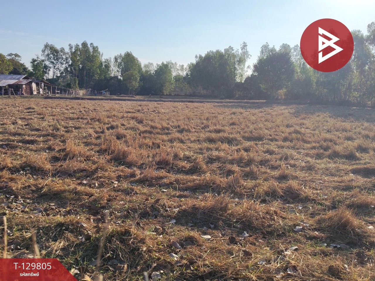 ขายที่ดิน เนื้อที่ 7 ไร่ 1 งาน 14 ตารางวา ต.สระคู อ.สุวรรณภูมิ จ.ร้อยเอ็ด 7