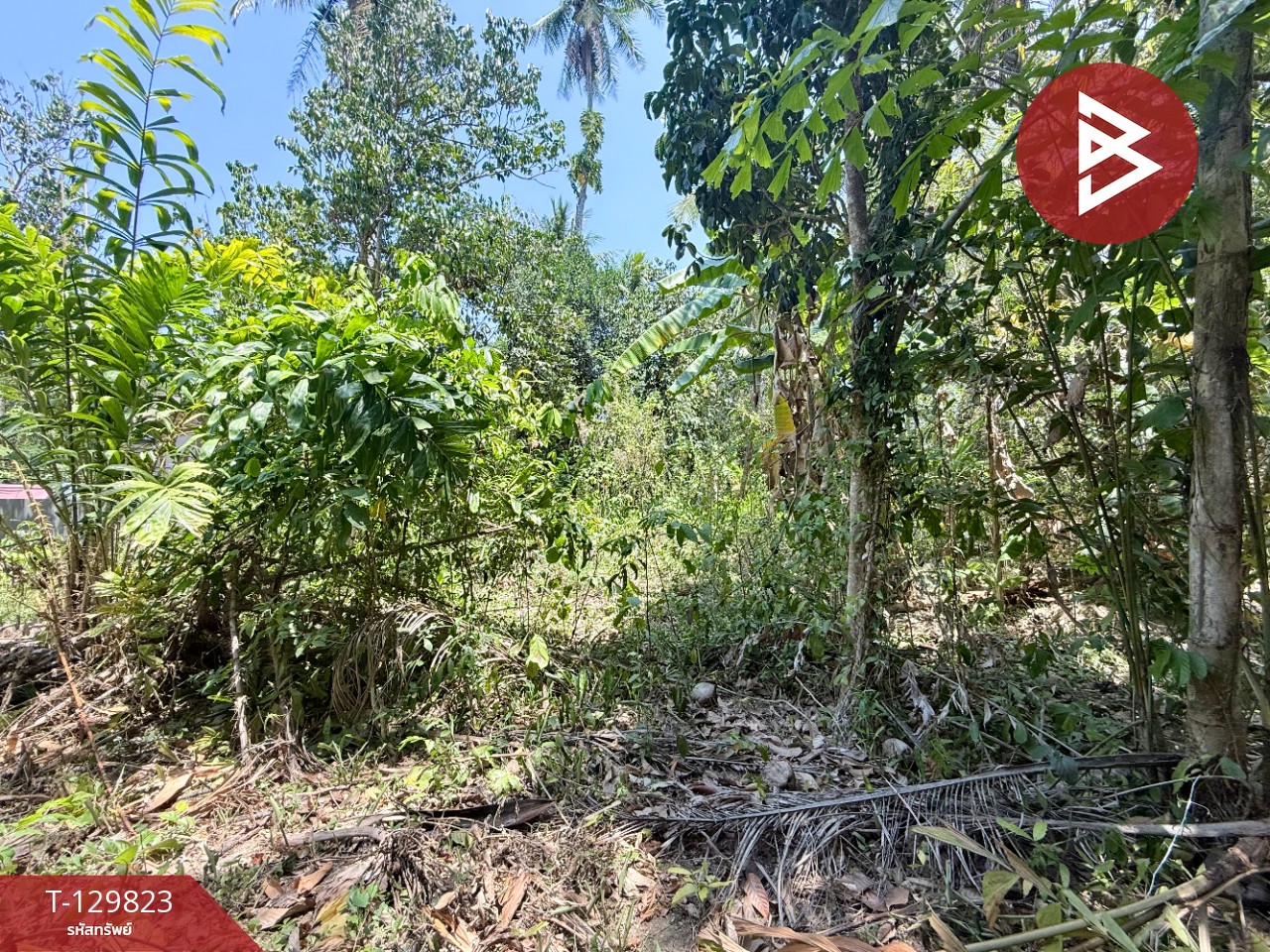 ขายที่ดินเปล่า เนื้อที่ 1 งาน 73 ตารางวา นาชะอัง ชุมพร 5