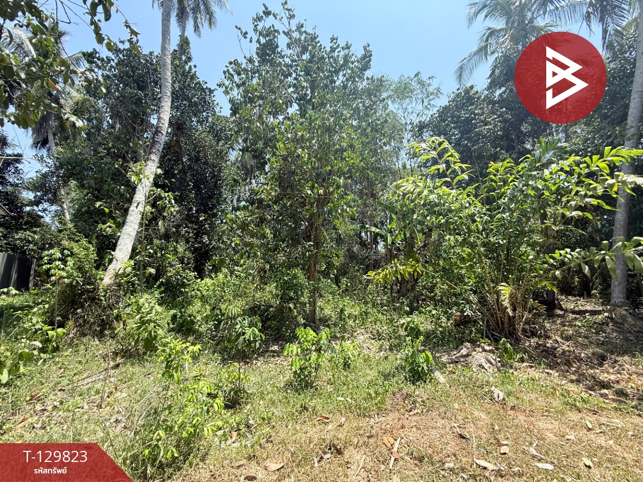 ขายที่ดินเปล่า เนื้อที่ 1 งาน 73 ตารางวา นาชะอัง ชุมพร 3